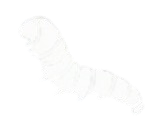 Image vectorielle blanche d'une chenille