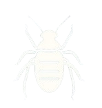 Image vectorielle blanche d'une punaise de lit