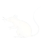 Image vectorielle blanche d'un rat